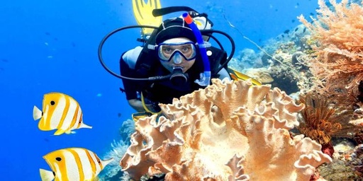 Day with Diver 